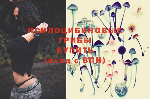 стафф Новозыбков